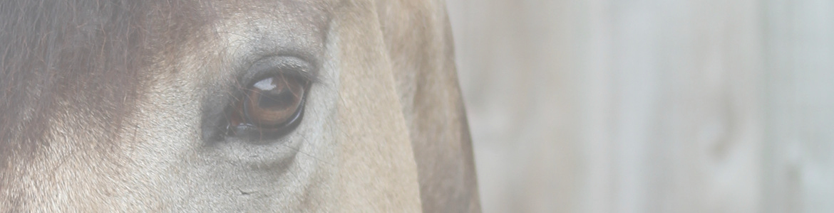 Ferme Equestre du Val de Bures